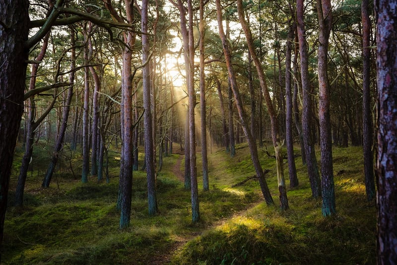 Forest bathing scene